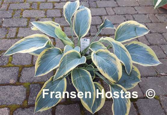 Hosta Flemish Tradition